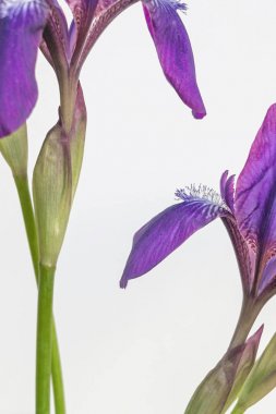İris çiçeği beyaz zemin üzerine