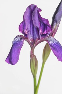 İris çiçeği beyaz zemin üzerine