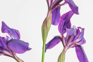 İris çiçeği beyaz zemin üzerine