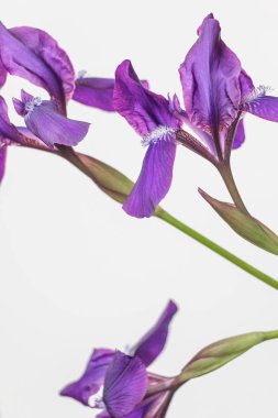 İris çiçeği beyaz zemin üzerine