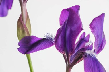 İris çiçeği beyaz zemin üzerine