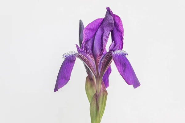 Bunga Iris Pada Latar Belakang Putih — Stok Foto