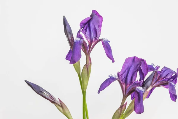 Bunga Iris Pada Latar Belakang Putih — Stok Foto