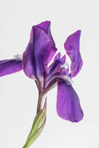 Iris Flower White Background — Stock Photo, Image