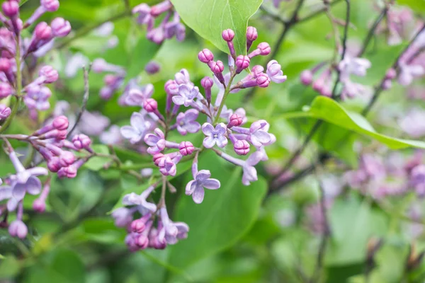 Bloeiende Violet Syringa Bloem Bush — Stockfoto