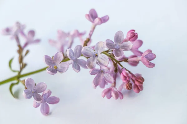 Primer Plano Flor Jeringa Violeta — Foto de Stock