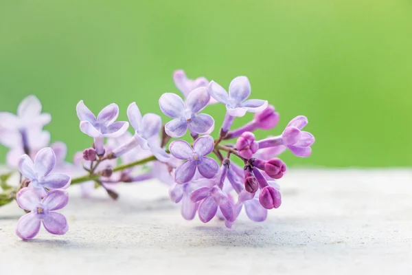 Zbliżenie Fioletowego Jamę Kwiatka — Zdjęcie stockowe