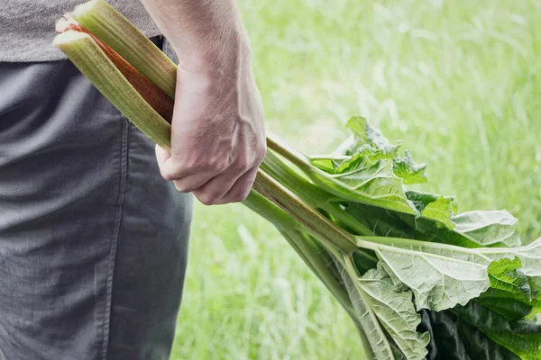 elinde rhubarb yaprağı tutan adam