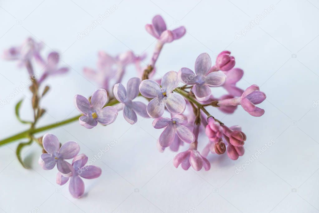 close up of violet syringa flower