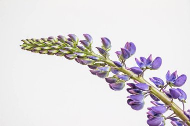 beyaz arka plan üzerinde mor lupin çiçek