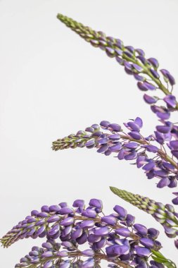beyaz arka plan üzerinde mor lupin çiçek