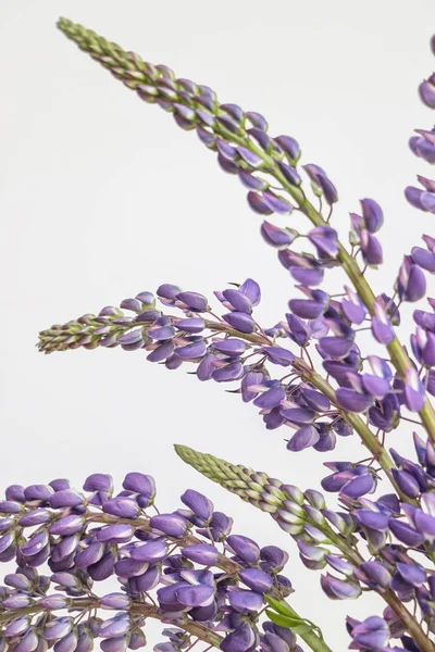 Flor Altramuz Púrpura Sobre Fondo Blanco — Foto de Stock