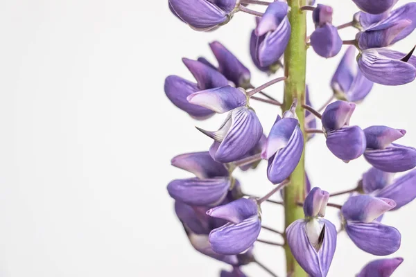 Beyaz Arka Plan Üzerinde Lupin Çiçek Yakın — Stok fotoğraf