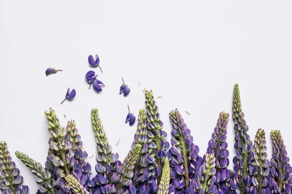 Paarse Lupine Bloem Witte Achtergrond — Stockfoto