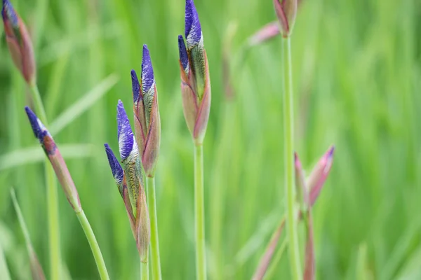 紫色虹膜花在绿色花园开花 — 图库照片