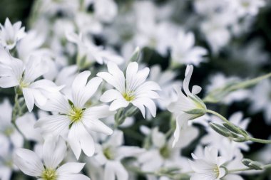 Bahçede Cerastium tomentosum çiçek çalılar