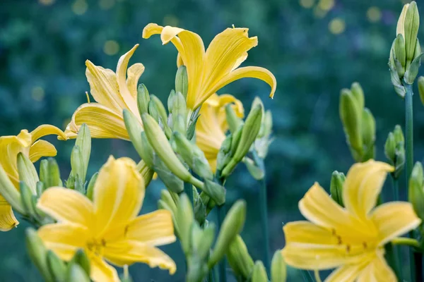 Kwitnące Żółte Krzewy Kwiat Liliowca Ogrodzie — Zdjęcie stockowe