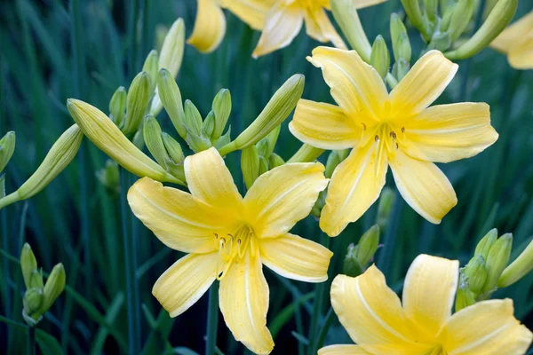 Bloeiende Gele Daglelies Bloem Struiken Tuin — Stockfoto