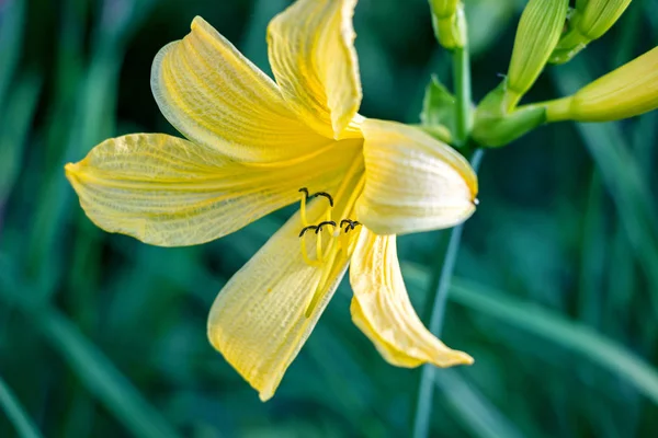 Kwitnące Żółte Krzewy Kwiat Liliowca Ogrodzie — Zdjęcie stockowe