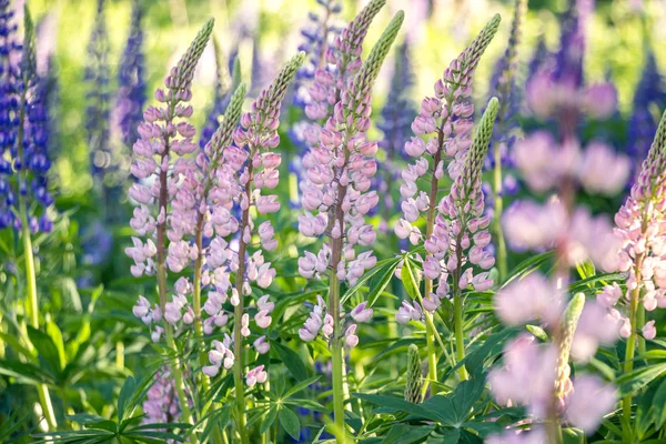 Bunte Lupinenblütensträucher Mit Sonnenschein Garten — Stockfoto