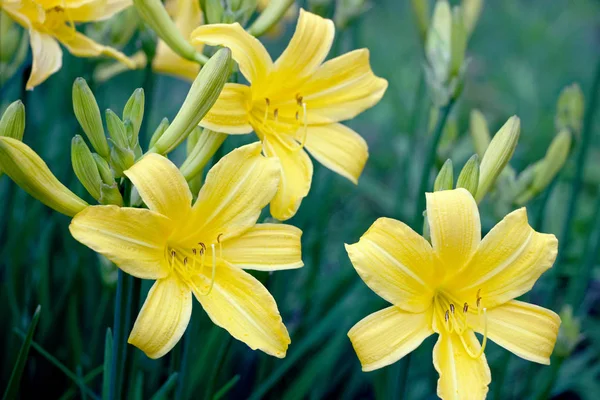 Bloeiende Gele Daglelies Bloem Struiken Tuin — Stockfoto