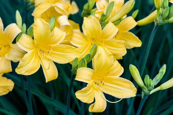 Blommande Gul Daglilja Blomma Buskar Trädgården — Stockfoto