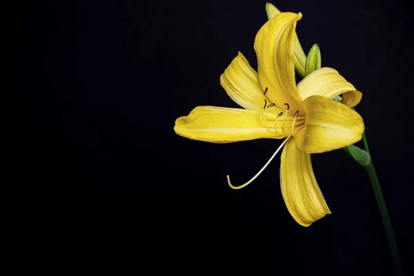 Yellow Lily Flower Black Background — Stock Photo, Image