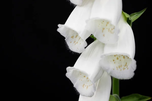 White Digitalis Purpurea Flower Black Background — Stock Photo, Image