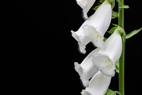 White Digitalis Purpurea Flower Black Background — Stock Photo, Image
