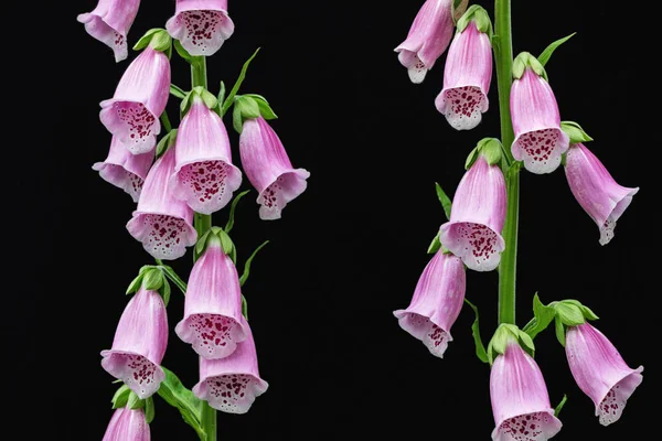 Bunga Purple Digitalis Purpurea Dengan Latar Belakang Hitam — Stok Foto
