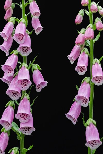 Purple Digitalis Purpurea Flower Black Background — Stock Photo, Image