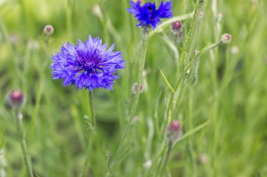 Mavi Cornflower (Centaurea cyanus) bahçede yeşil çim ile çiçek