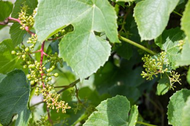 çiftlikte asma üzerinde yetişen organik küçük üzüm