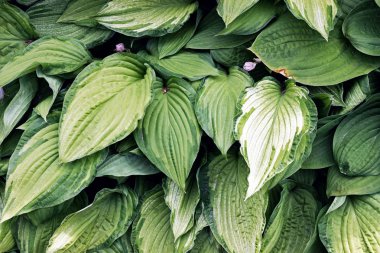 Hosta plantaginea (Plantain Lily) bahçede çiçek çalılar