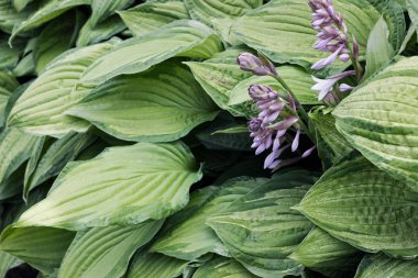 Hosta plantaginea (Plantain Lily) bahçede çiçek çalılar