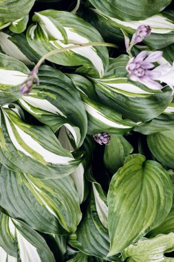 Hosta plantaginea (Plantain Lily) bahçede çiçek çalılar