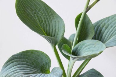 Funkia sina (Hosta sieboldiana) beyaz arka plan üzerinde çiçek bitki