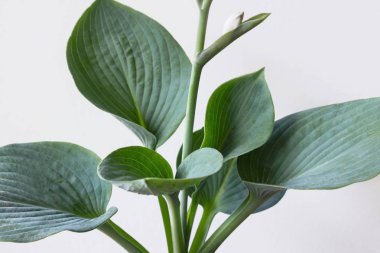 Funkia sina (Hosta sieboldiana) beyaz arka plan üzerinde çiçek bitki