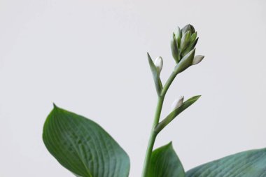 Funkia sina (Hosta sieboldiana) beyaz arka plan üzerinde çiçek bitki