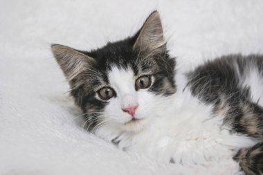 beyaz battaniye üzerinde Norveç orman kedisi kedi yakın