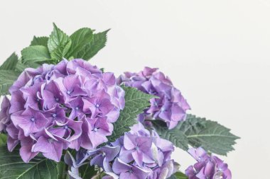 beyaz arka plan ile mor ortanca çiçek çiçeği
