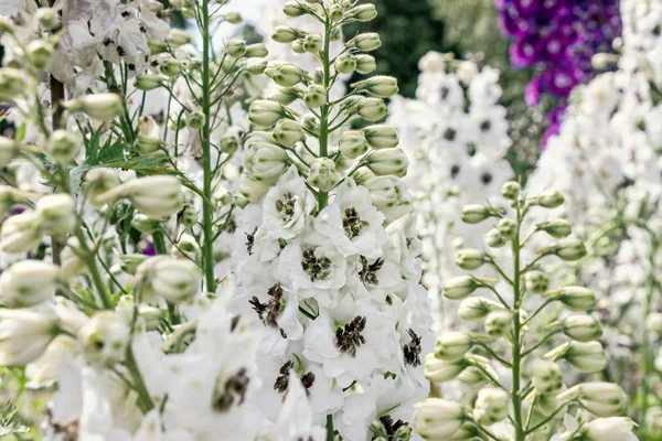 Semak Bunga Putih Delphinium Taman — Stok Foto