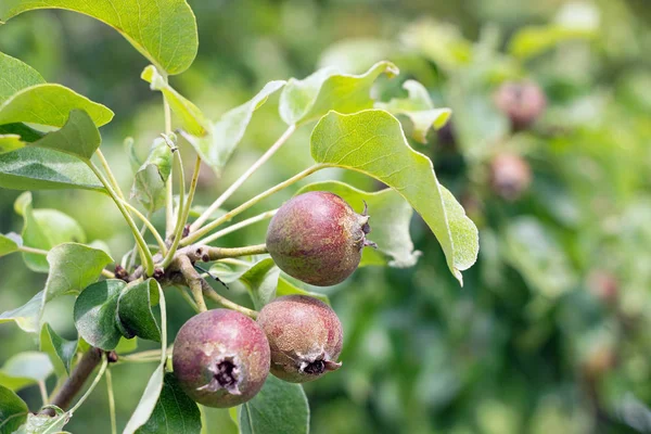 Βιολογικό Μικρό Μήλο Που Αναπτύσσεται Υποκατάστημα Στο Αγρόκτημα — Φωτογραφία Αρχείου