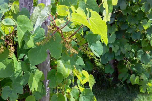 Uva Pequeña Ecológica Que Crece Las Viñas Granja — Foto de Stock