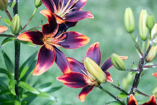 Purpurowy Kwiat Lilii Asiatic Ogrodzie — Zdjęcie stockowe