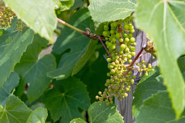 農場でブドウの上に成長する有機小ブドウ — ストック写真