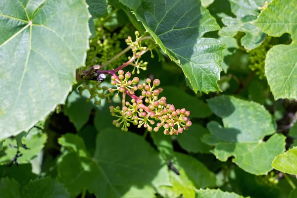 農場でブドウの上に成長する有機小ブドウ — ストック写真