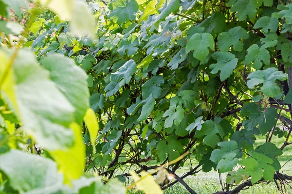 Biologische Kleine Druiventeelt Wijnstokken Boerderij — Stockfoto