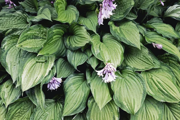 Hosta Plantaginea Plantain Lily Bulatan Bunga Kebun — Stok Foto