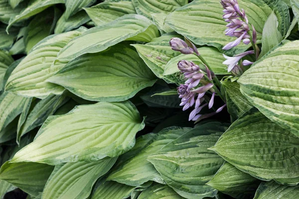 Hosta plantaginea (Plantain Lily) bahçede çiçek çalılar